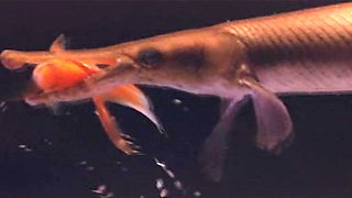 In the Realm of Sex 1977