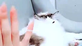 Emo Teen Becka Solo Webcam Masturbation Porn