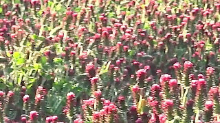 Spring Bloom