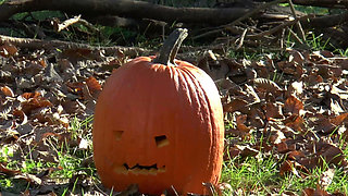 Happy Halloween! Pumpkin Face Sitting