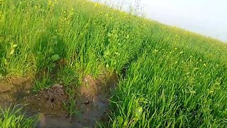 Abida Parveen Gets Fucked Hard in Khet, Then Stopped When Someone Comes