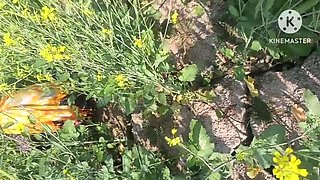 Desi Bhabhi Doggy Style Fuck in Mustard Field - Outdoor Sex with Dewar