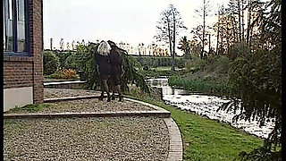 Hot Maid Sucking Cock in Passionate Oral Frenzy