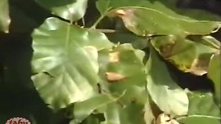 Taboo Classics: Young Dolls With Ela Star And Melanie Moore