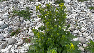 Big uncut cock fucks a flowering bush of the Brassicaceae family in nature with cumshot under the sunset