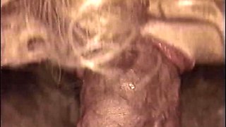 Hot amateur blonde blowjob in HD