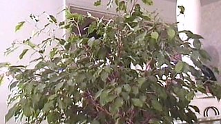 Close Up And Cumshot